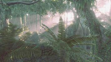 Foto in einem Regenwald, der mit hellgrünem Moos bedeckt ist video