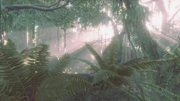 Lush rain forest with morning fog video