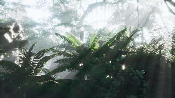 foto dentro de uma floresta tropical coberta de musgo verde brilhante video