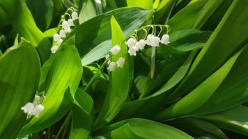white lily of the valley flowers in the forest video