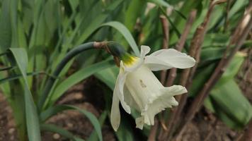 vit påsklilja blomma närbild i trädgården video