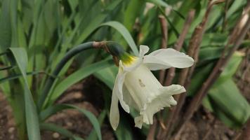 gros plan de fleur de jonquille blanche dans le jardin video