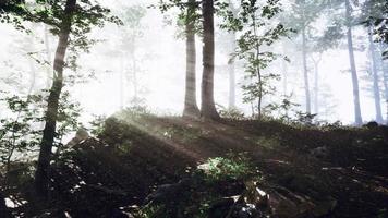 Glowing fog in the forest in the evening video