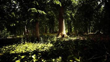 raios de sol através de galhos de árvores grossas na densa floresta verde video