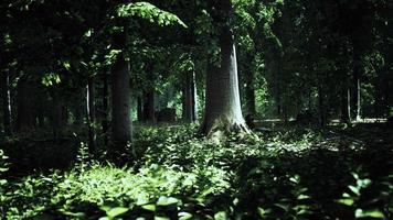 mattina presto con l'alba nella foresta video