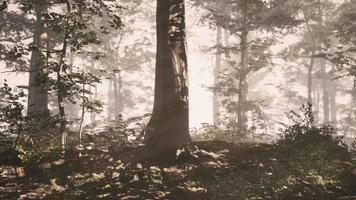 Die aufgehende Sonne fällt an einem nebligen Sommermorgen in den Laubwald video