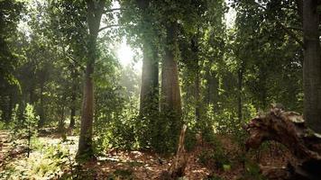 Sun beams through thick trees branches in dense green forest video