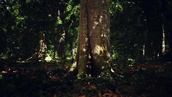 mattina presto con l'alba nella foresta video