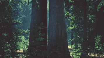 il sole irradia attraverso i rami degli alberi spessi in una fitta foresta verde video