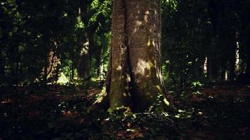 raios de sol através de galhos de árvores grossas na densa floresta verde video