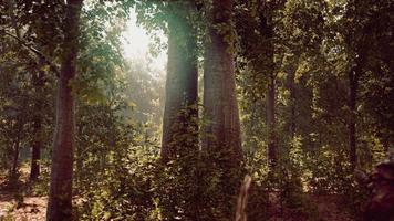 Sun beams through thick trees branches in dense green forest video