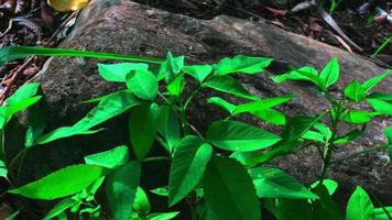 panoramic view of plants on the water and beautiful tree plants video