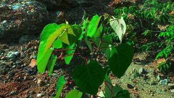 panoramic view of plants on the water and beautiful tree plants video