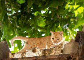 gato tailandés rayado amarillo en el techo con hojas. foto