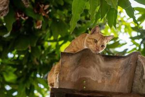 gato tailandés rayado amarillo en el techo con hojas. foto