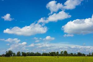 nubes blancas esponjosas flotan en el cielo sobre los verdes campos de arroz.