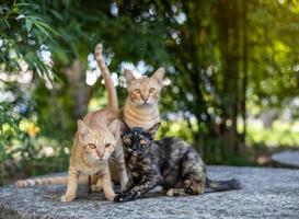 gato tailandés de patrón amarillo con bambú borroso foto