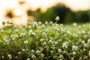 Gomphrena weed, Wild globe everlasting with the rising sun. photo