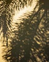 Palm leaf silhouette on the yellow wall. photo