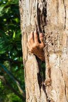 una mano emergió de un agujero de madera podrida en el jardín. foto