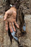 Hand emerging from the openings of wood decay. photo