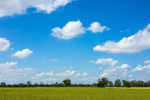 Fluffy white clouds drift in the sky above the green rice fields. photo