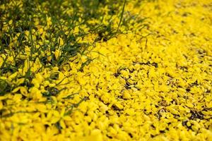 Cassia fistula, Golden Shower Tree mixed with grass on the road. photo