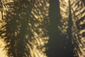 Palm leaf silhouette on the yellow wall. photo