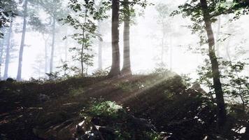 panoramisch uitzicht op het majestueuze bos in een ochtendmist video