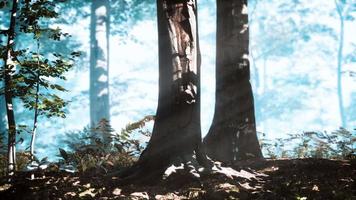 Panoramic view of the majestic forest in a morning fog video