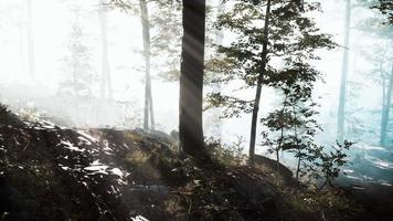 Die aufgehende Sonne fällt an einem nebligen Sommermorgen in den Laubwald video