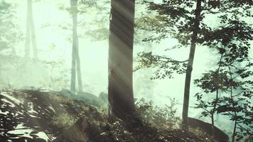 el sol naciente cae en el bosque caducifolio en una mañana nublada de verano video