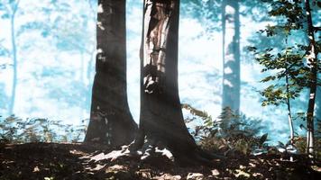 Glowing fog in the forest in the evening video