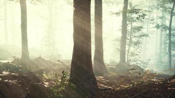 Panoramablick auf den majestätischen Wald im Morgennebel video