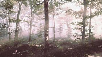 Die aufgehende Sonne fällt an einem nebligen Sommermorgen in den Laubwald video