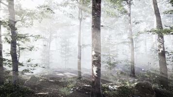 raggi di sole che cadono in una foresta nebbiosa video