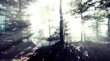 vista panoramica della maestosa foresta in una nebbia mattutina video