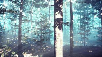 Panoramic view of the majestic forest in a morning fog video