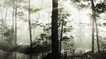 vista panoramica della maestosa foresta in una nebbia mattutina video