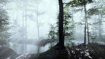 Die aufgehende Sonne fällt an einem nebligen Sommermorgen in den Laubwald video