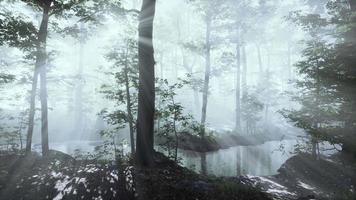 gloeiende mist in het bos in de avond video