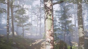 neblina brilhante na floresta à noite video
