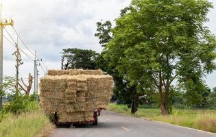 fardos de paja de camiones de vista trasera en caminos rurales. foto