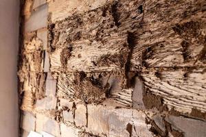 las termitas comen viejas paredes de madera cerca de postes de concreto. foto