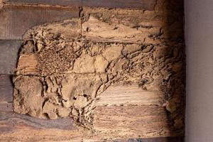 Termites eat old wooden walls near concrete posts. photo