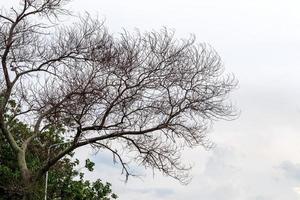 las ramas secas sin hojas y las nubladas. foto