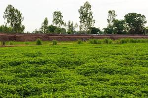 View green beans crops cultivated to cover the soil. photo