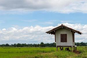 Hut with green rice fields during the day. photo