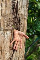 A hand emerged from a hole of rotten wood in the garden. photo