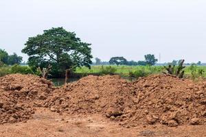 A pile of soil and trees in a green rice field. photo